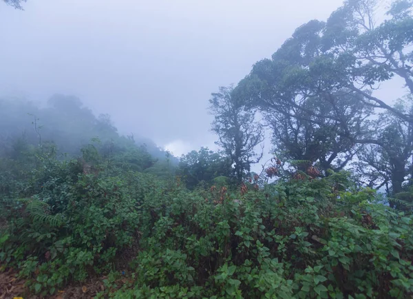 大雨霧雲霧熱帯雨林モンジョン・ドイ(タイ・チェンマイ) — ストック写真