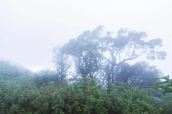 Niebla pesada, nube y niebla en la selva tropical en mon jong doi en Chaing mai, Tailandia —  Fotos de Stock