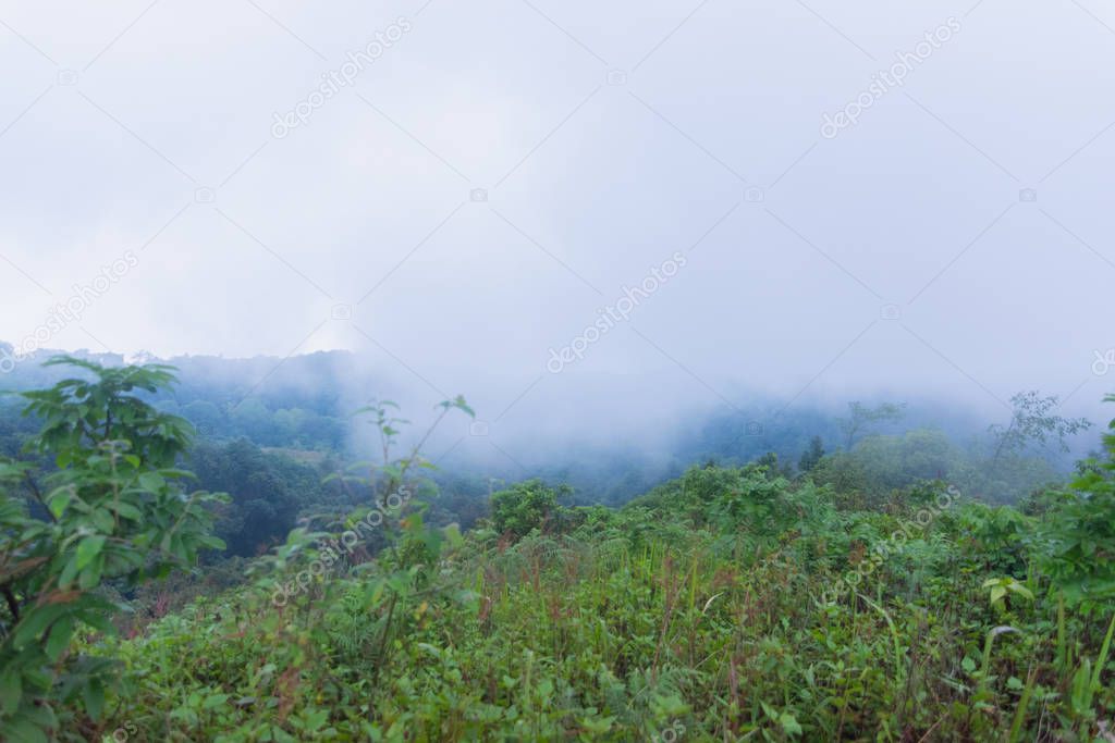 heavy fog, cloud and mist in tropical rainforest in mon jong doi at Chaing mai, Thailand