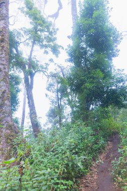 Tayland Chaing Mai 'deki mon jong doi tropikal yağmur ormanlarında yoğun sis, bulut ve sis.