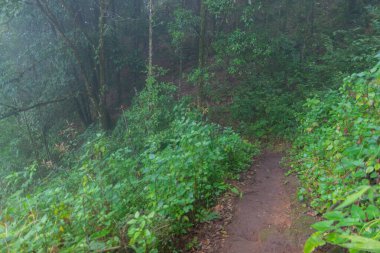 Tayland Chaing Mai 'deki mon jong doi tropikal yağmur ormanlarında yoğun sis, bulut ve sis.
