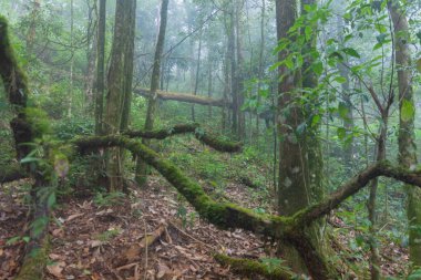 Tayland Chaing Mai 'de mon jong doi' de tropikal yağmur ormanı