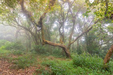 Taze yeşil yağmur ormanlarında yürüme yolu mon jong doi, Tayland