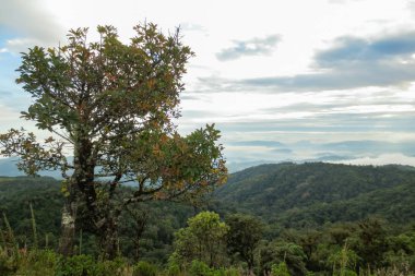 Sabahleyin Chiang Mai, Tayland yakınlarındaki popüler bir dağ olan Doi Mon Jong 'da bulut ve sis.