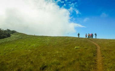Monjong, Chiang Mai, Tayland 'daki dağın tepesinde taze yeşil alan.