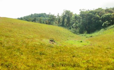 Monjong, Chiang Mai, Tayland 'daki dağın tepesinde taze yeşil alan.