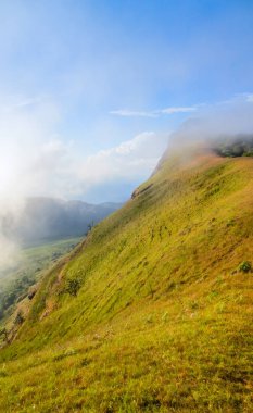 Monjong, Chiang Mai, Tayland 'daki dağın tepesinde taze yeşil alan.