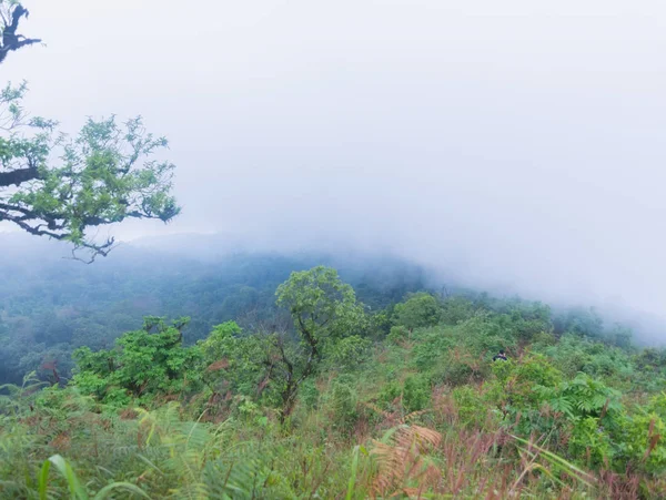 Heavy fog, cloud and mist in tropical rainforest in mon jong doi at Chaing mai, Thailand — Stock Photo, Image