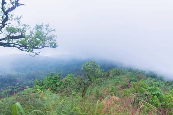 Heavy fog, cloud and mist in tropical rainforest in mon jong doi at Chaing mai, Thailand — Stock Photo, Image