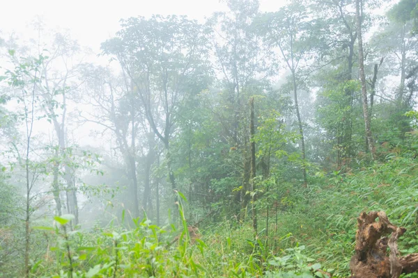 Nevoeiro pesado, nuvem e névoa na floresta tropical em mon jong doi em Chaing mai, Tailândia — Fotografia de Stock