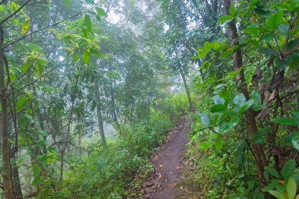 Kabut tebal, awan dan kabut di hutan hujan tropis di mon jong doi di Chaing mai, Thailand — Stok Foto