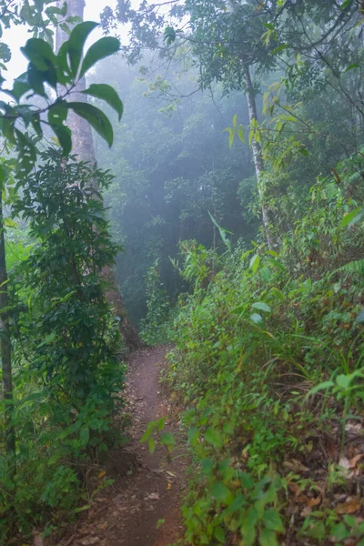 Kabut tebal, awan dan kabut di hutan hujan tropis di mon jong doi di Chaing mai, Thailand — Stok Foto