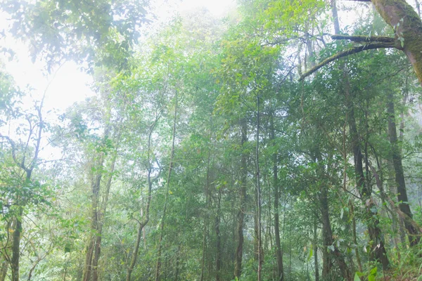 Hutan hujan tropis di mon jong doi di Chaing mai, Thailand — Stok Foto