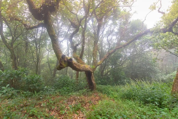 Sendero a pie en la selva verde fresca en mon jong doi, Tailandia —  Fotos de Stock