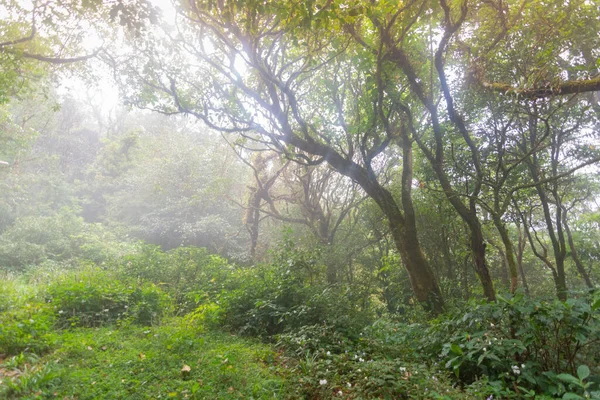 タイ・モンジョン・ドイの新緑の熱帯雨林を歩く道 — ストック写真