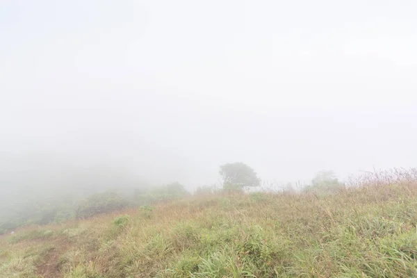 タイのモンジョン・ドイの山の頂上にある霧と緑の草の丘 — ストック写真