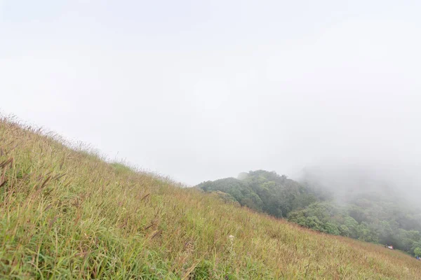 山の頂上の霧と緑の草の丘モンジョン・ドイタイのモンジョン・ドイの山の頂上の霧と緑の草の丘 — ストック写真