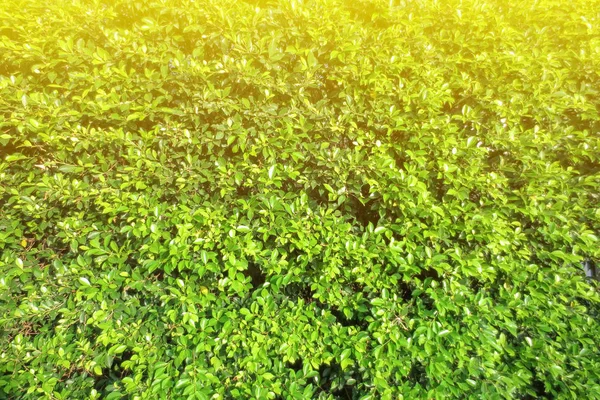 Textura de licença verde com edição de luz e cor — Fotografia de Stock