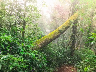 Yeşil yağmur ormanlarında yürüyüş yolu mon jong doi, Chaing mai, Tayland
