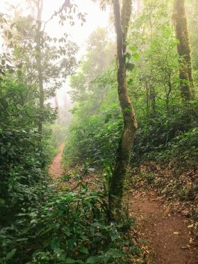 Yeşil yağmur ormanlarında yürüyüş yolu mon jong doi, Chaing mai, Tayland