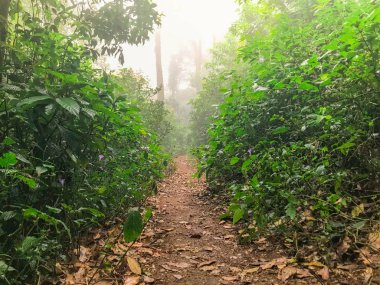 Yeşil yağmur ormanlarında yürüyüş yolu mon jong doi, Chaing mai, Tayland
