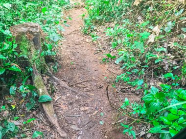 Yeşil yağmur ormanlarında yürüyüş yolu mon jong doi, Chaing mai, Tayland