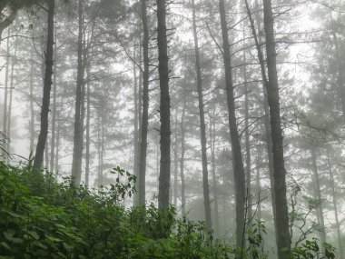 Uzun çam ağacı ve Tayland Chaing Mai 'de yoğun sis.