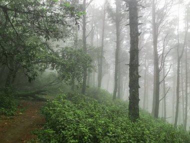 Uzun çam ağacı ve Tayland Chaing Mai 'de yoğun sis.