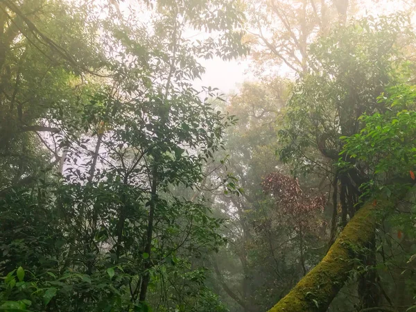 Hiking path in green rain forest at mon jong doi, Chaing mai, Thailand — Stock Photo, Image