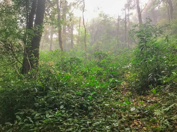 Sendero de senderismo en la selva tropical verde en mon jong doi, Chaing mai, Tailandia —  Fotos de Stock