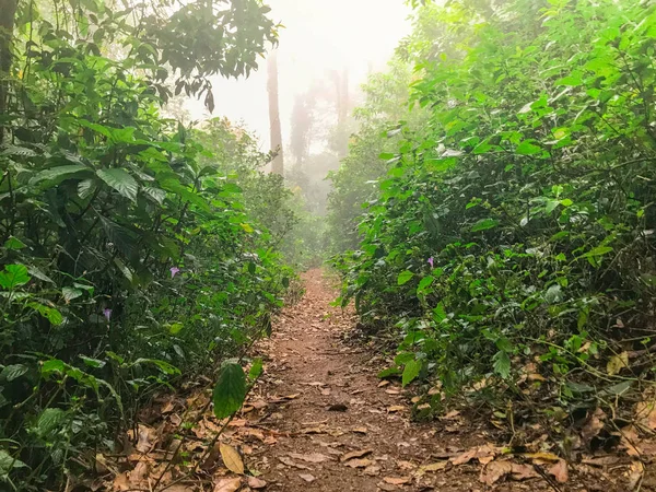 Jalur hiking di hutan hujan hijau di mon jong doi, Chaing mai, Thailand — Stok Foto