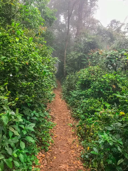 hiking path in green rain forest at mon jong doi, Chaing mai, Thailand