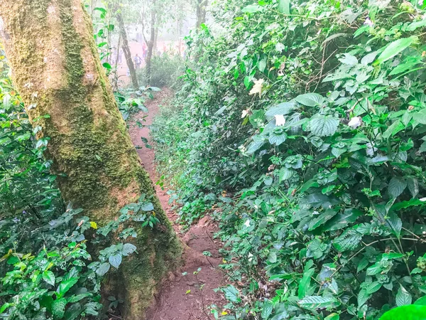 Sendero de senderismo en la selva tropical verde en mon jong doi, Chaing mai, Tailandia — Foto de Stock