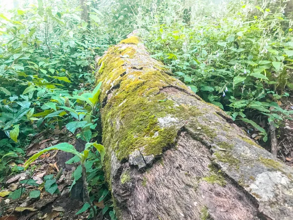 Hutan hujan tropis dan daun hijau Chaing mai, Thailand — Stok Foto