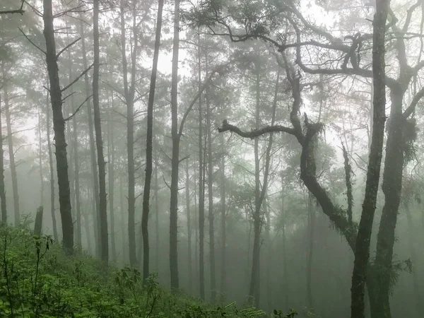 Pino alto y niebla pesada en Chaing mai, Tailandia —  Fotos de Stock