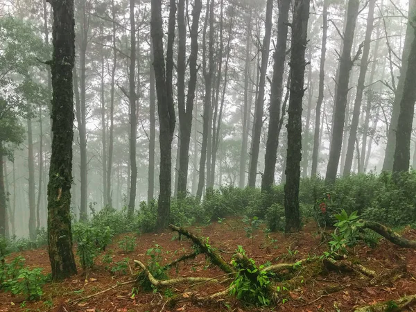 Tall pine tree and heavy fog at Chaing mai, Thailand — 스톡 사진