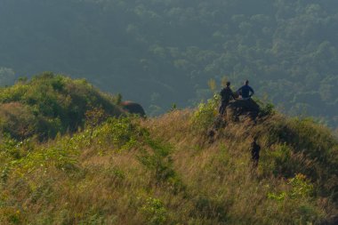 Güzel gökyüzü ve yeşil ağaç Kanchanaburi, Tayland 'da dağın tepesinde.