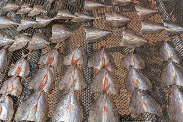 Fila de pescado salado seco en el día soleado en Tailandia —  Fotos de Stock