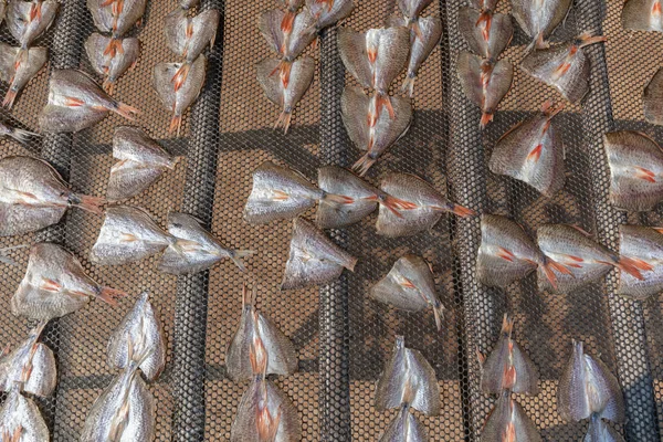 Ряд сушеной соленой рыбы в солнечный день в Таиланде — стоковое фото
