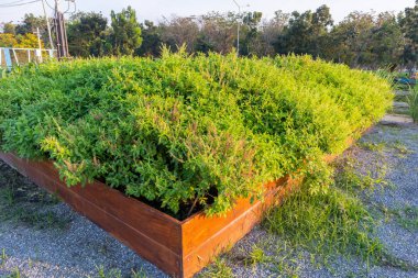 Taze fesleğen, Tayland fesleğeni ağacı
