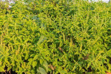 Taze fesleğen, Tayland fesleğeni ağacı