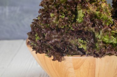 Tahta kasede kırmızı meşe marulu yakın.