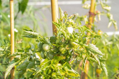 Taze küçük domates Tayland bahçesindeki ağaçta