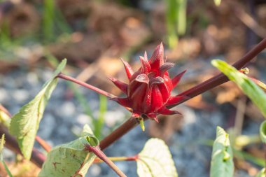 Bahçedeki ağaçta taze Roselle 'e yaklaş.