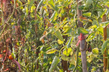 Taze küçük domates Tayland bahçesindeki ağaçta