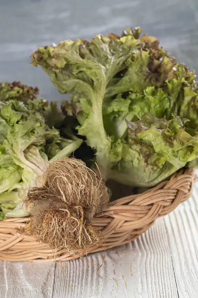 Close-up van rode eikensla op houten schaal — Stockfoto