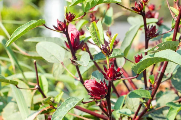 Nahaufnahme von frischen Rosellen am Baum im Garten — Stockfoto