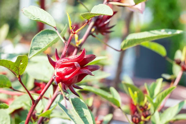 Nahaufnahme von frischen Rosellen am Baum im Garten — Stockfoto