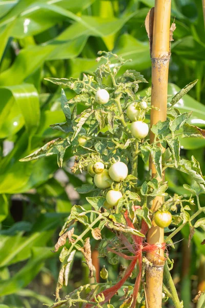 Свежий помидор на дереве в саду в Таиланде — стоковое фото