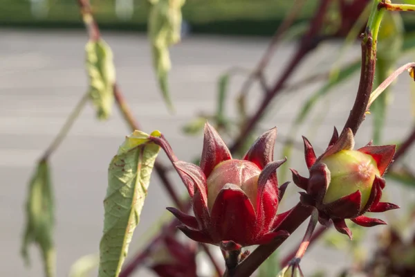 Primer plano de Roselle fresca en el árbol en el jardín — Foto de Stock